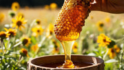 Wild Raw Unfiltered Wildflower Honey